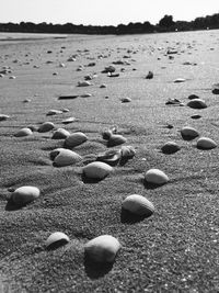 Seashells on the beach