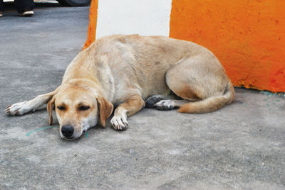 Dog sleeping on sidewalk