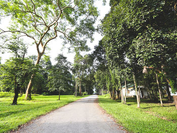 Empty road along trees in park