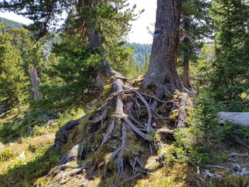 View of trees in forest