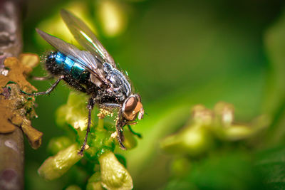 Close-up of insect on plant