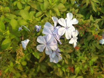 Close-up of white flowers blooming outdoors