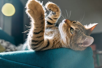 Cute tabby cat sleeping on blue sofa with yellow pillow . funny home pet. concept of relaxing