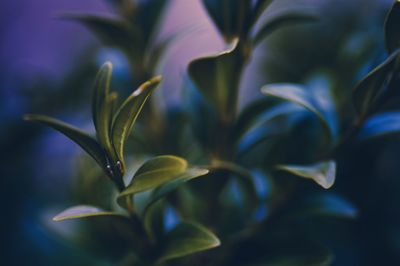 Close-up of flowering plant