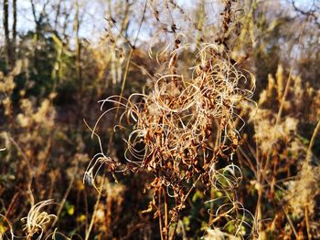 Close-up of dried plant on field