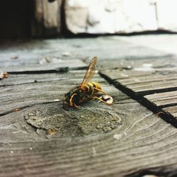Close-up of insect on wooden plank