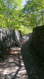 Narrow pathway along trees