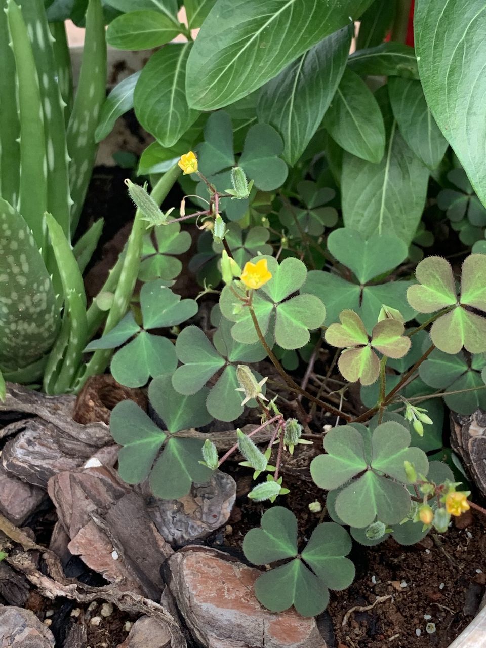 leaf, plant part, plant, growth, green, nature, flower, beauty in nature, high angle view, garden, no people, day, land, outdoors, freshness, field, close-up, botany