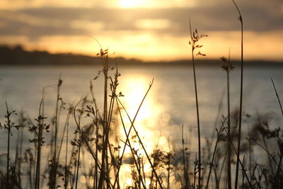 Close-up of silhouette plants against sky during sunset