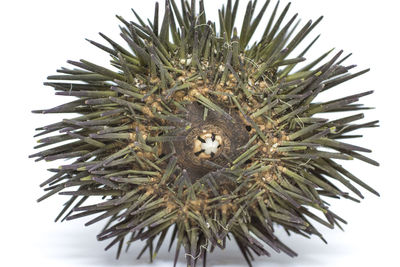 Close-up of urchin against white background