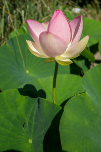 Close-up of pink lotus water lily