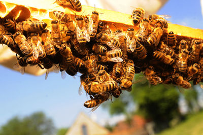 Bee keeper showing honey comb with honey bees in his garden