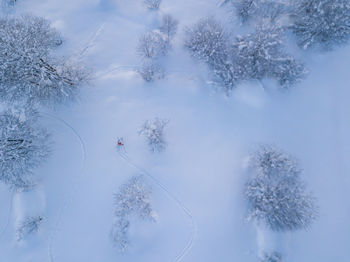 Snow covered trees on field