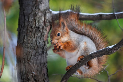 Close-up of squirrel on tree trunk