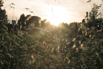 Close-up of plants on field against sky during sunset