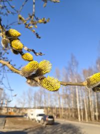 Close-up of yellow flowering plant against clear sky