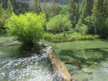 Scenic view of river flowing in forest