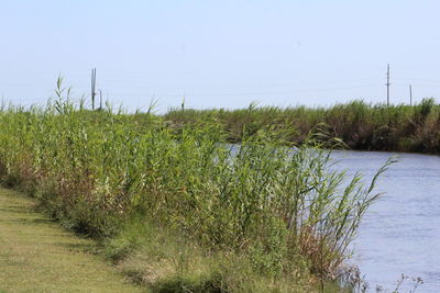 Plants growing on field by lake against sky