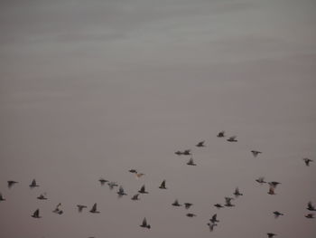 Low angle view of birds against sky