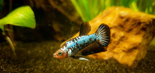 Black samurai betta