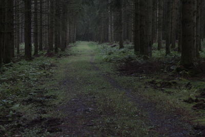 Scenic view of forest