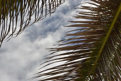 Low angle view of palm tree against cloudy sky