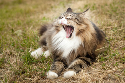 Portrait of a cat yawning