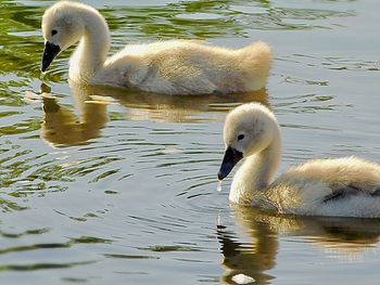 Swan swimming in lake