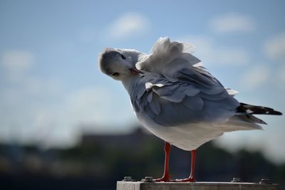 Close-up of seagull perching outdoors