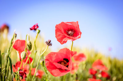 Close-up of poppy flowers against clear sky