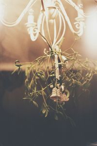 Close-up of illuminated lamp on plant