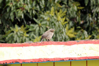 Bird perching on railing against wall