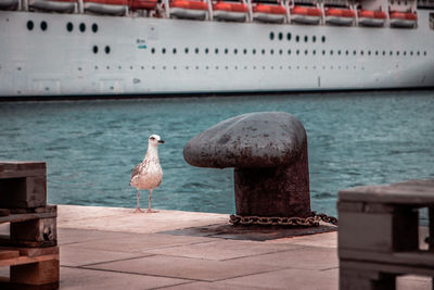 Seagulls perching on pier over sea