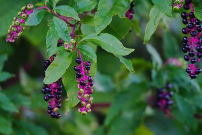 Close-up of berries growing on plant