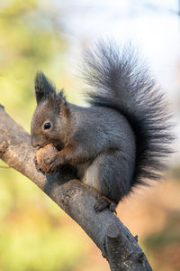 Close-up of squirrel sitting on branch