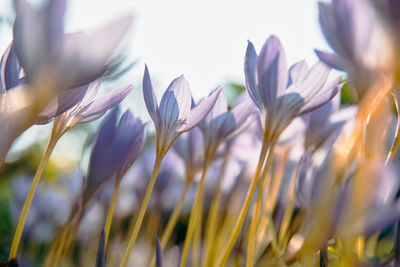 Gardening. crocus autumn violet flower on field. sunny day