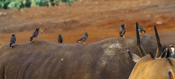 Birds perching on the wall