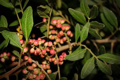 Close-up of berries growing on tree