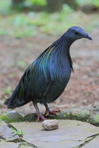 Close-up of nicobar pigeon perching outdoors