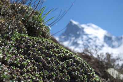 Close-up of plants growing on rock against sky