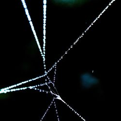 Close-up of leaf against black background