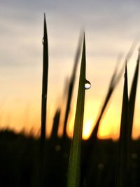 Close-up of silhouette plants against sky during sunset