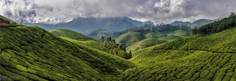 Tea plantation in munnar, kerala, india
