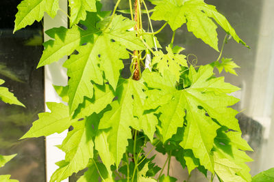 leaf