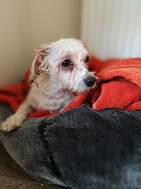 Close-up of dog relaxing at home