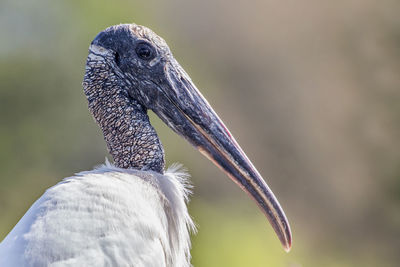 Close-up of a bird