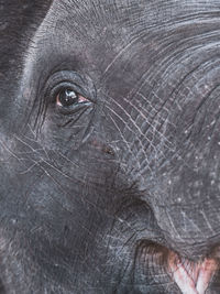 Close-up portrait of elephant