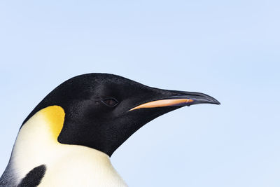 Close-up of a bird against clear sky