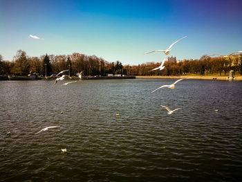 Seagull flying over lake against sky