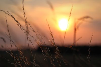 Close-up of stalks against sunset sky